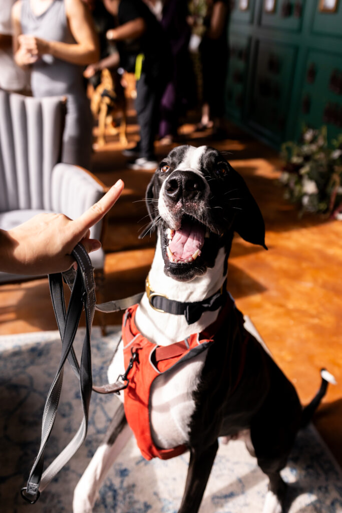 Groom great dane during cocktail hour at wedding