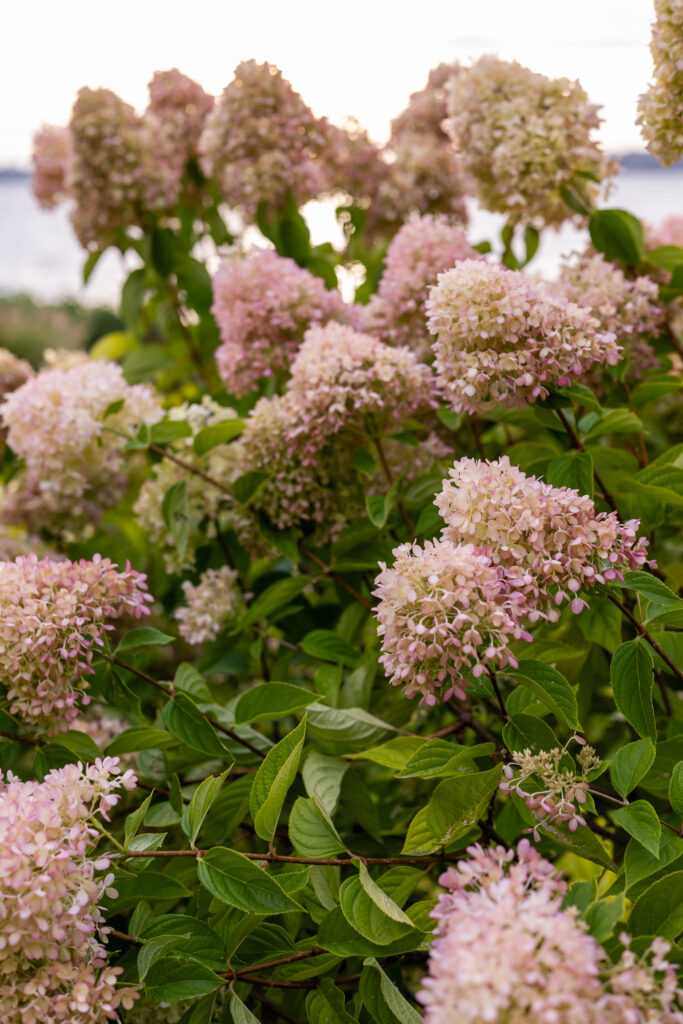 hydrangeas at woodmark hotel