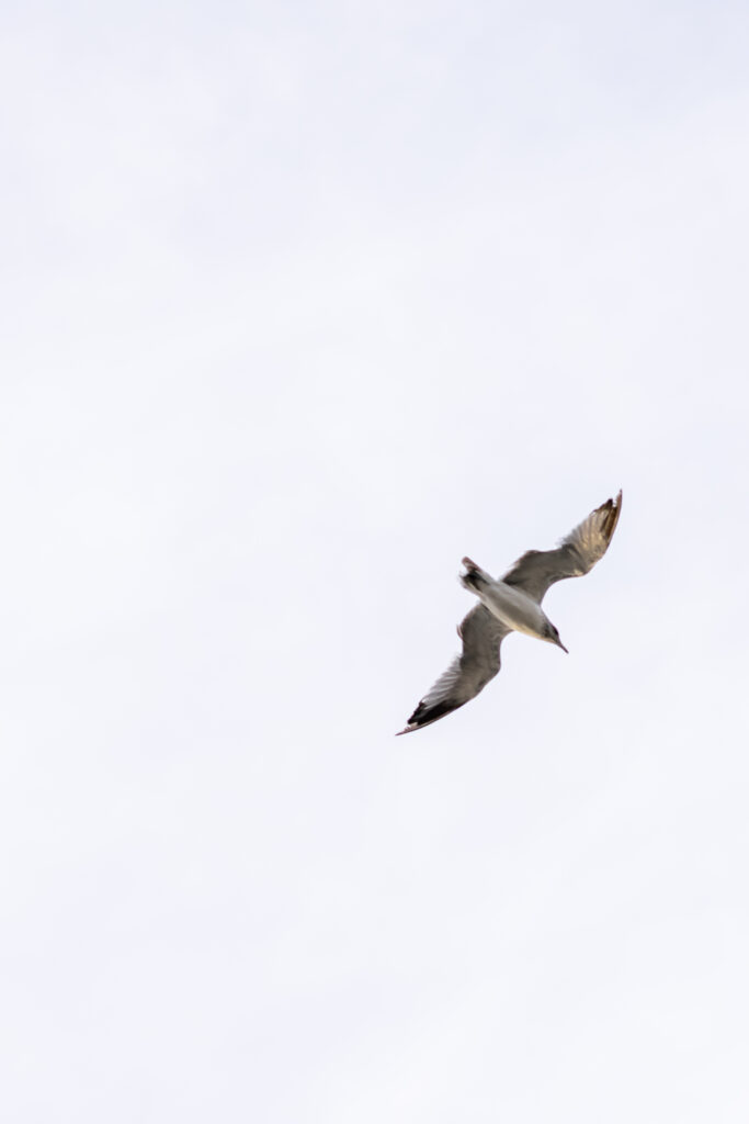 seagull flying over tent